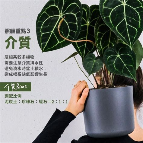 圓葉花竹|【懶人植物】圓葉花燭照顧3大重點：掌握日照、水分。